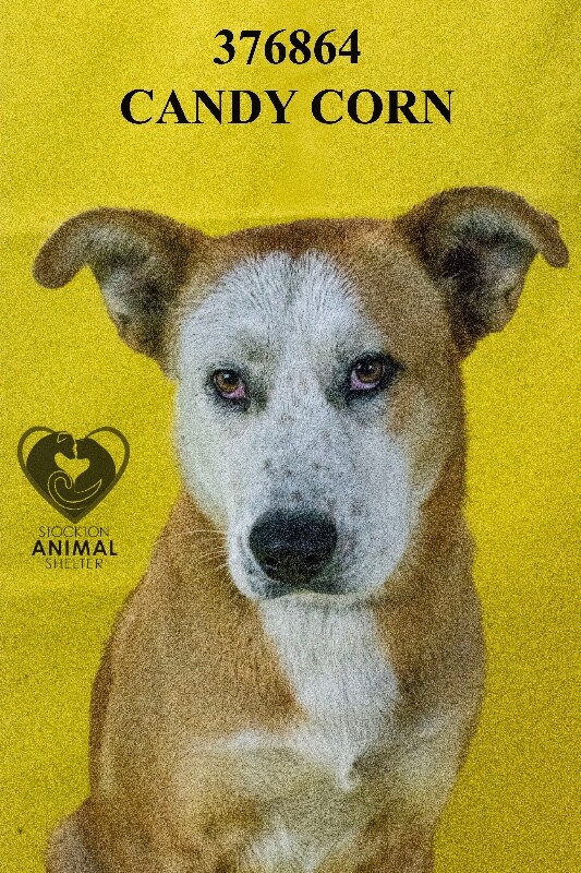 Shelter Stray Female Dog last seen Near E Lindsay St, Stockton, CA 95205, USA, 1575 S Lincoln St, Stockton, CA 95206, USA
