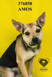 Shelter Stray Male Dog last seen Near Eastman Ct, Lathrop, CA 95330, USA, 1575 S Lincoln St, Stockton, CA 95206, USA