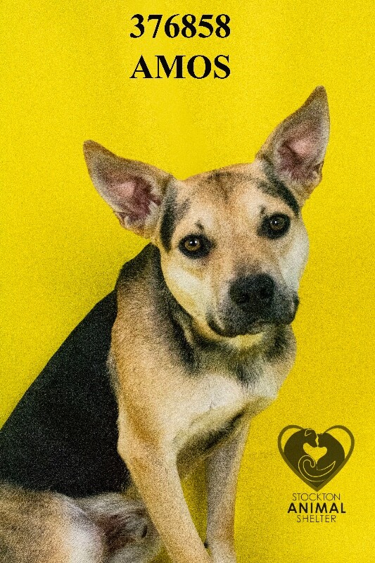 Shelter Stray Male Dog last seen Near Eastman Ct, Lathrop, CA 95330, USA, 1575 S Lincoln St, Stockton, CA 95206, USA