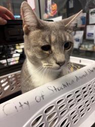 Shelter Stray Female Cat last seen Near Fleetwood Way, Stockton, CA 95210, USA, 1575 S Lincoln St, Stockton, CA 95206, USA