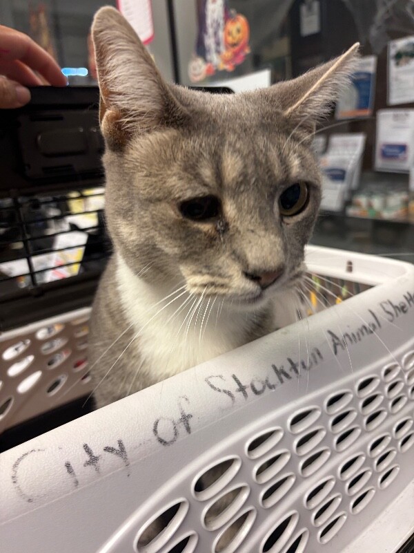 Shelter Stray Female Cat last seen Near Fleetwood Way, Stockton, CA 95210, USA, 1575 S Lincoln St, Stockton, CA 95206, USA