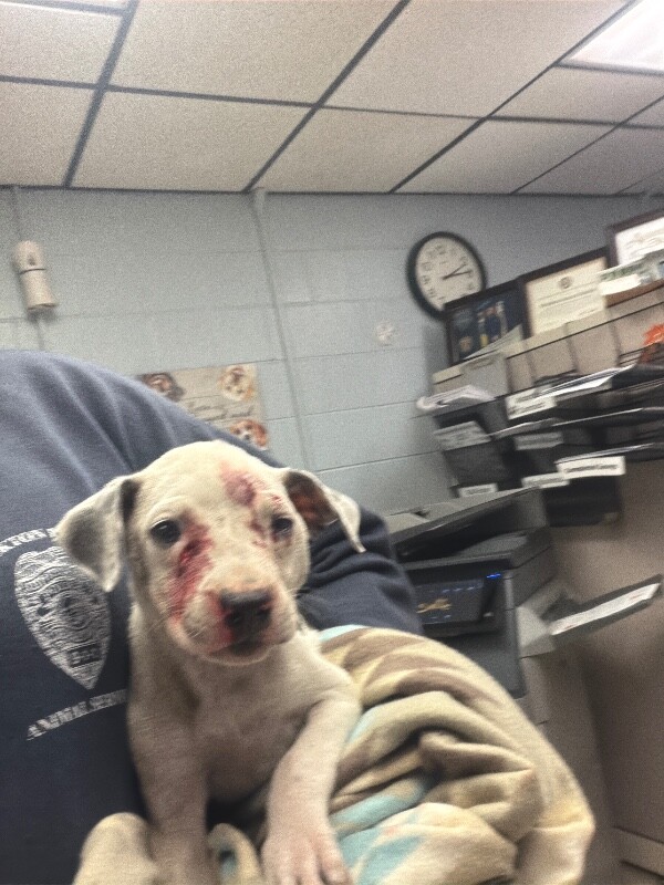 Shelter Stray Female Dog last seen Near E Clay St, Stockton, CA 95206, USA, 1575 S Lincoln St, Stockton, CA 95206, USA