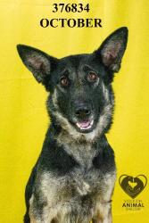 Shelter Stray Female Dog last seen Near Lower Sacramento Rd, Stockton, CA 95210, USA, 1575 S Lincoln St, Stockton, CA 95206, USA