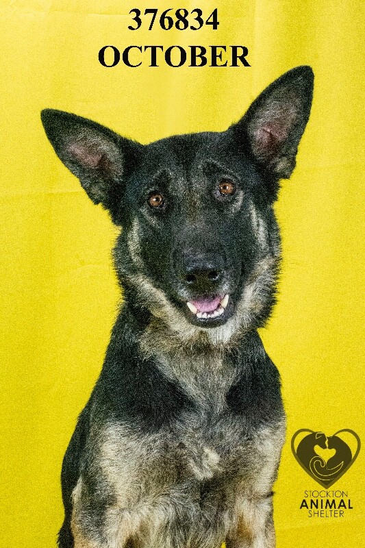 Shelter Stray Female Dog last seen Near Lower Sacramento Rd, Stockton, CA 95210, USA, 1575 S Lincoln St, Stockton, CA 95206, USA