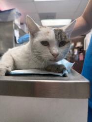 Shelter Stray Female Cat last seen Near West Ln, Stockton, CA 95210, USA, 1575 S Lincoln St, Stockton, CA 95206, USA