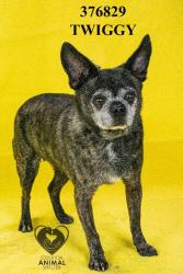 Shelter Stray Female Dog last seen Near Pine Brook Dr, Stockton, CA 95212, USA, 1575 S Lincoln St, Stockton, CA 95206, USA