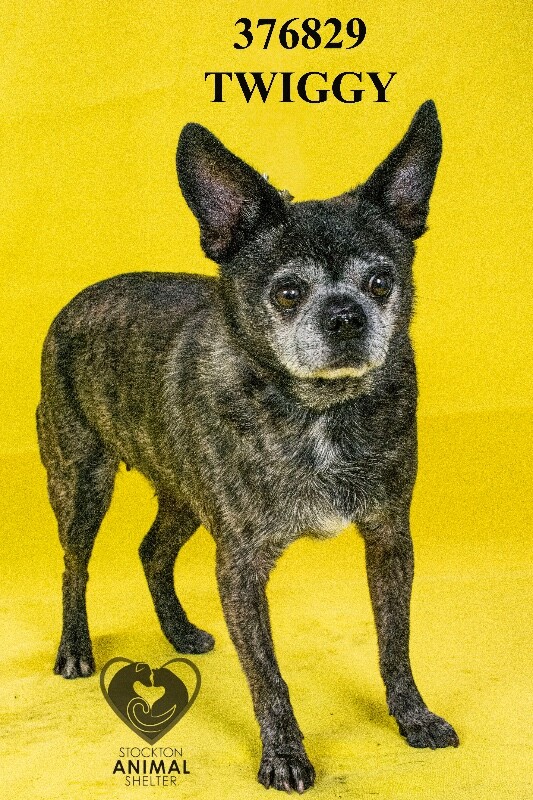 Shelter Stray Female Dog last seen Near Pine Brook Dr, Stockton, CA 95212, USA, 1575 S Lincoln St, Stockton, CA 95206, USA