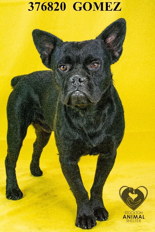 Shelter Stray Male Dog last seen Near Sunnyside Ave, Stockton, CA 95205, USA, 1575 S Lincoln St, Stockton, CA 95206, USA