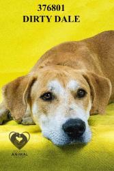 Shelter Stray Male Dog last seen Near Clark Dr, Stockton, CA 95215, USA, 1575 S Lincoln St, Stockton, CA 95206, USA