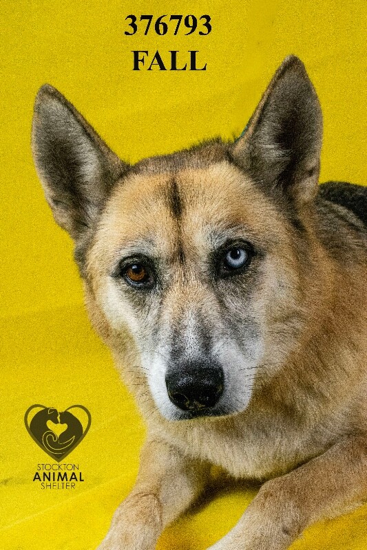 Shelter Stray Female Dog last seen Near E Lindsay St, Stockton, CA 95205, USA, 1575 S Lincoln St, Stockton, CA 95206, USA