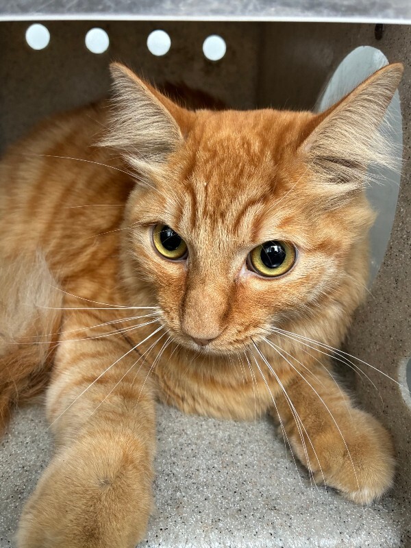 Shelter Stray Male Cat last seen Near Rayanna Dr, Stockton, CA 95212, USA, 1575 S Lincoln St, Stockton, CA 95206, USA
