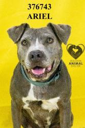 Shelter Stray Female Dog last seen Near Bristol Ave, Stockton, CA 95204, USA, 1575 S Lincoln St, Stockton, CA 95206, USA