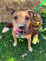 Shelter Stray Male Dog last seen Near Doctor M.L.K. Jr Blvd, Stockton, CA 95206, USA, 1575 S Lincoln St, Stockton, CA 95206, USA