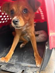Shelter Stray Female Dog last seen Near Natoma Cir, Stockton, CA 95219, USA, 1575 S Lincoln St, Stockton, CA 95206, USA