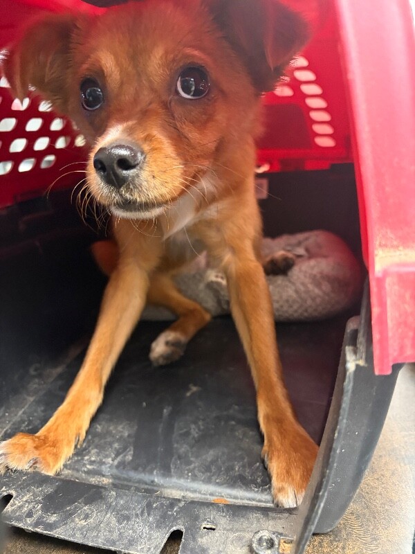 Shelter Stray Female Dog last seen Near Natoma Cir, Stockton, CA 95219, USA, 1575 S Lincoln St, Stockton, CA 95206, USA