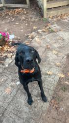 Reunited Male Dog last seen Near maple dump, Maple, WI 54854