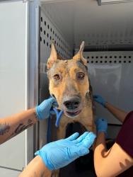 Shelter Stray Female Dog last seen Near Essex Ct, Stockton, CA 95204, USA, 1575 S Lincoln St, Stockton, CA 95206, USA