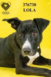 Shelter Stray Female Dog last seen Near S Sierra Nevada St, Stockton, CA 95205, USA, 1575 S Lincoln St, Stockton, CA 95206, USA
