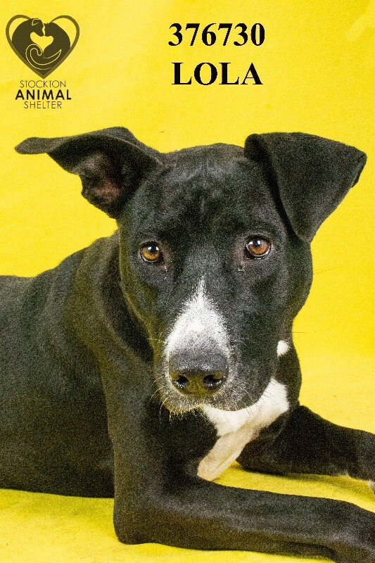 Shelter Stray Female Dog last seen Near S Sierra Nevada St, Stockton, CA 95205, USA, 1575 S Lincoln St, Stockton, CA 95206, USA