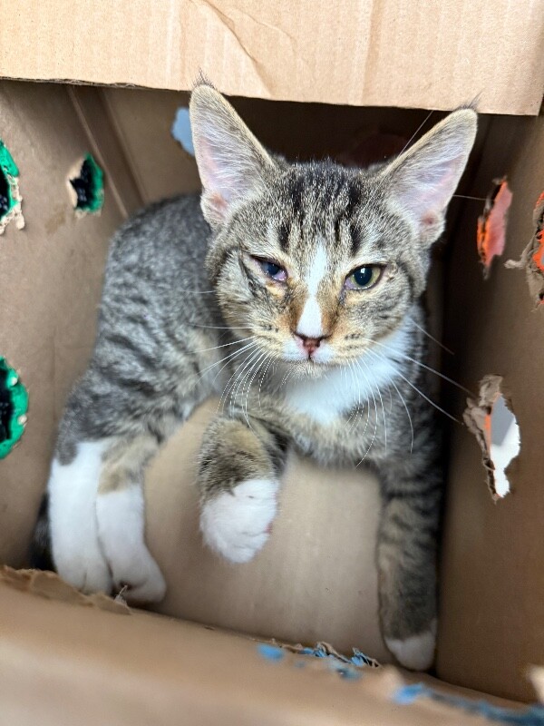 Shelter Stray Male Cat last seen Near Glendale Ave, Stockton, CA 95206, USA, 1575 S Lincoln St, Stockton, CA 95206, USA