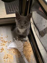 Shelter Stray Unknown Cat last seen Near N Tretheway Rd, Lockeford, CA 95237, USA, 1575 S Lincoln St, Stockton, CA 95206, USA