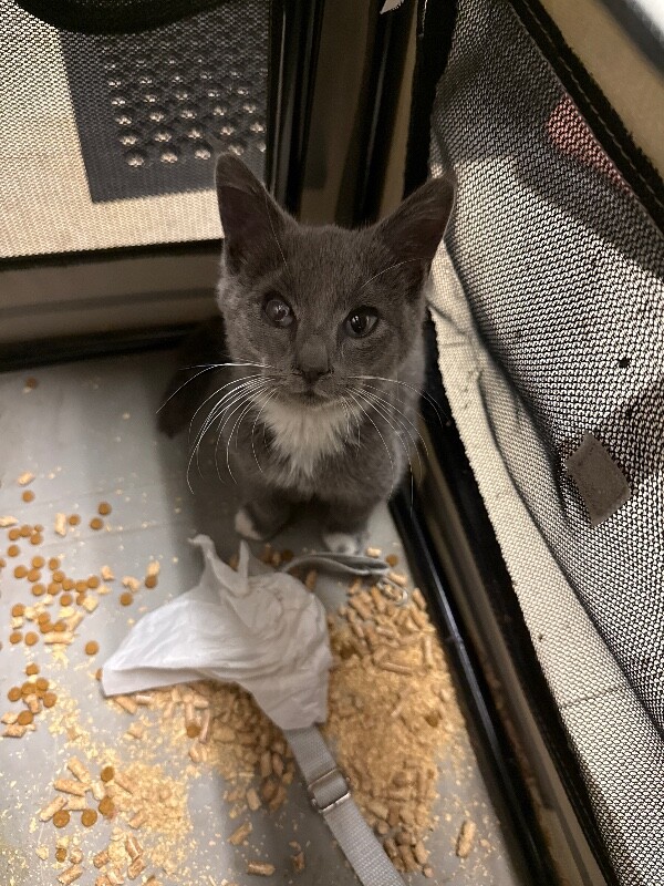 Shelter Stray Unknown Cat last seen Near N Tretheway Rd, Lockeford, CA 95237, USA, 1575 S Lincoln St, Stockton, CA 95206, USA