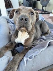 Shelter Stray Female Dog last seen Near Alpine Rd, Stockton, CA 95212, USA, 1575 S Lincoln St, Stockton, CA 95206, USA