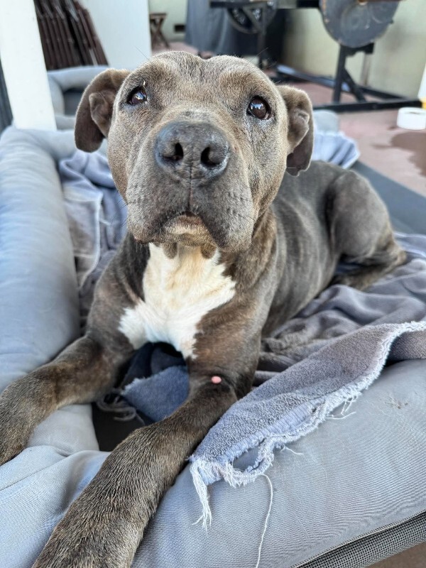 Shelter Stray Female Dog last seen Near Alpine Rd, Stockton, CA 95212, USA, 1575 S Lincoln St, Stockton, CA 95206, USA