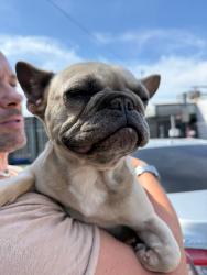 Shelter Stray Female Dog last seen Near Ellen St, Stockton, CA 95215, USA, 1575 S Lincoln St, Stockton, CA 95206, USA