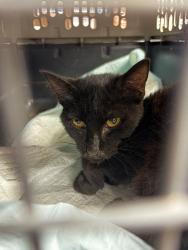 Shelter Stray Male Cat last seen Near Fitzpatrick Cir, Stockton, CA 95210, USA, 1575 S Lincoln St, Stockton, CA 95206, USA