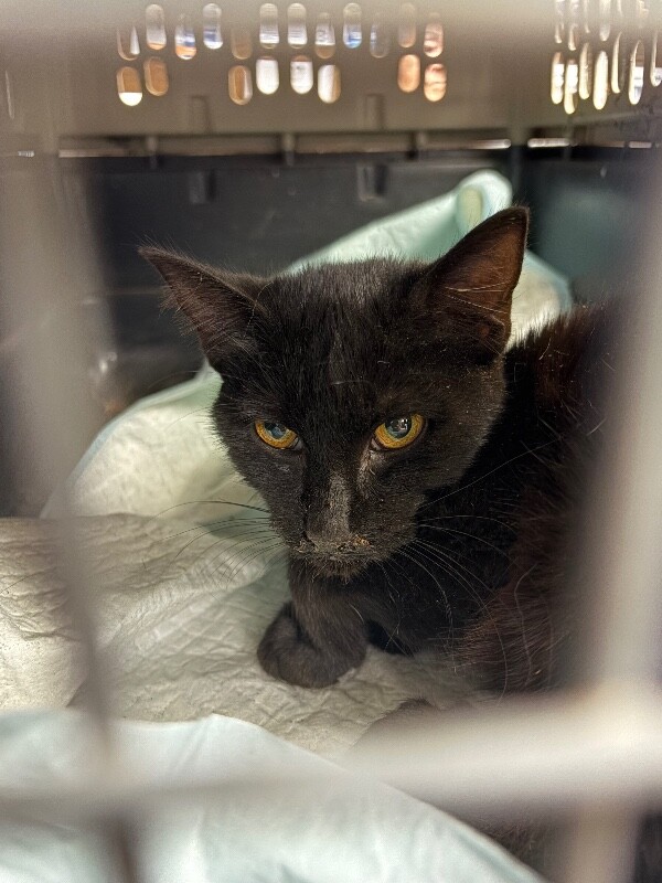 Shelter Stray Male Cat last seen Near Fitzpatrick Cir, Stockton, CA 95210, USA, 1575 S Lincoln St, Stockton, CA 95206, USA