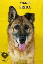 Shelter Stray Female Dog last seen East St, Acampo, CA 95220, USA, 1575 S Lincoln St, Stockton, CA 95206, USA