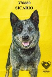 Shelter Stray Male Dog last seen East St, Acampo, CA 95220, USA, 1575 S Lincoln St, Stockton, CA 95206, USA