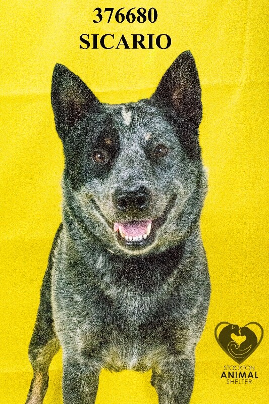 Shelter Stray Male Dog last seen East St, Acampo, CA 95220, USA, 1575 S Lincoln St, Stockton, CA 95206, USA