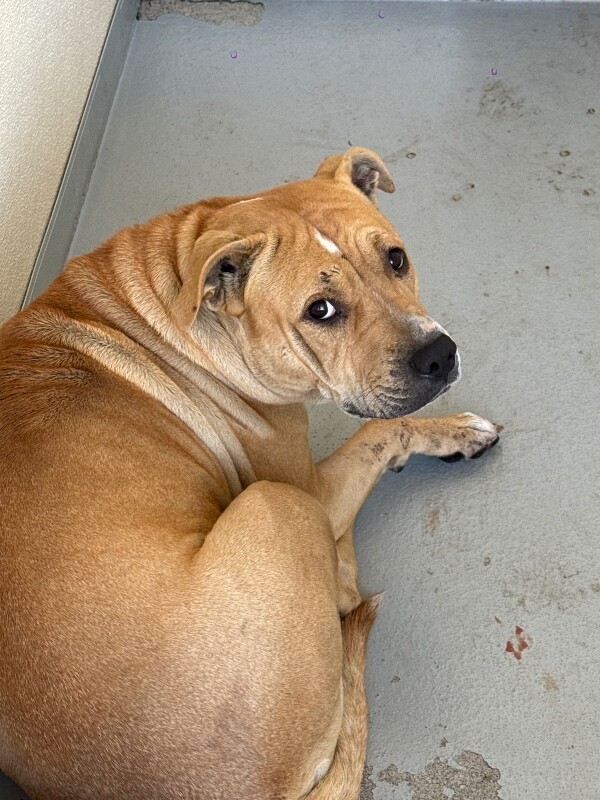 Shelter Stray Female Dog last seen Near Elmira Ave, Stockton, CA 95206, USA, 1575 S Lincoln St, Stockton, CA 95206, USA