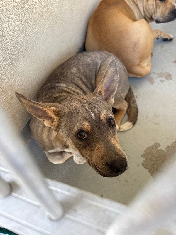 Shelter Stray Male Dog last seen Near Elmira Ave, Stockton, CA 95206, USA, 1575 S Lincoln St, Stockton, CA 95206, USA