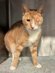 Shelter Stray Male Cat last seen Near Lemmore Pl, Stockton, CA 95207, USA, 1575 S Lincoln St, Stockton, CA 95206, USA