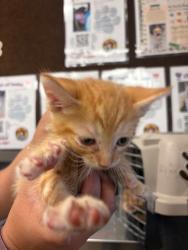 Shelter Stray Male Cat last seen Near Bartram Run Way, Stockton, CA 95212, USA, 1575 S Lincoln St, Stockton, CA 95206, USA
