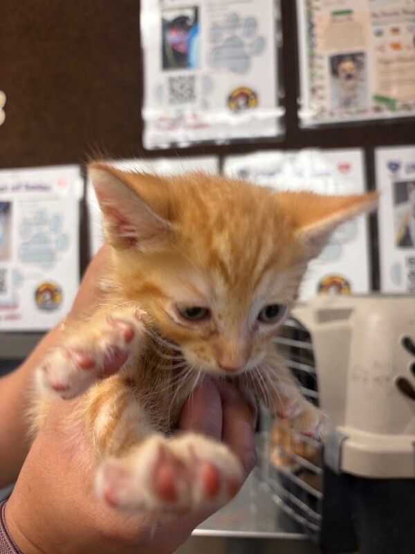 Shelter Stray Male Cat last seen Near Bartram Run Way, Stockton, CA 95212, USA, 1575 S Lincoln St, Stockton, CA 95206, USA