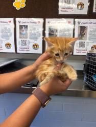 Shelter Stray Male Cat last seen Near Bartram Run Way, Stockton, CA 95212, USA, 1575 S Lincoln St, Stockton, CA 95206, USA