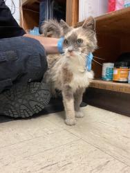 Shelter Stray Female Cat last seen Near Burkett Ave, Stockton, CA 95205, USA, 1575 S Lincoln St, Stockton, CA 95206, USA