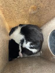 Shelter Stray Female Cat last seen Near E Elm St, Stockton, CA 95204, USA, 1575 S Lincoln St, Stockton, CA 95206, USA