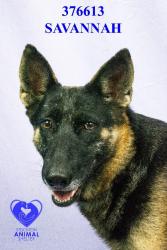 Shelter Stray Female Dog last seen Near S B St, Stockton, CA 95206, USA, 1575 S Lincoln St, Stockton, CA 95206, USA