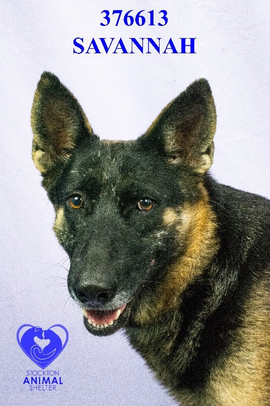 Shelter Stray Female Dog last seen Near S B St, Stockton, CA 95206, USA, 1575 S Lincoln St, Stockton, CA 95206, USA