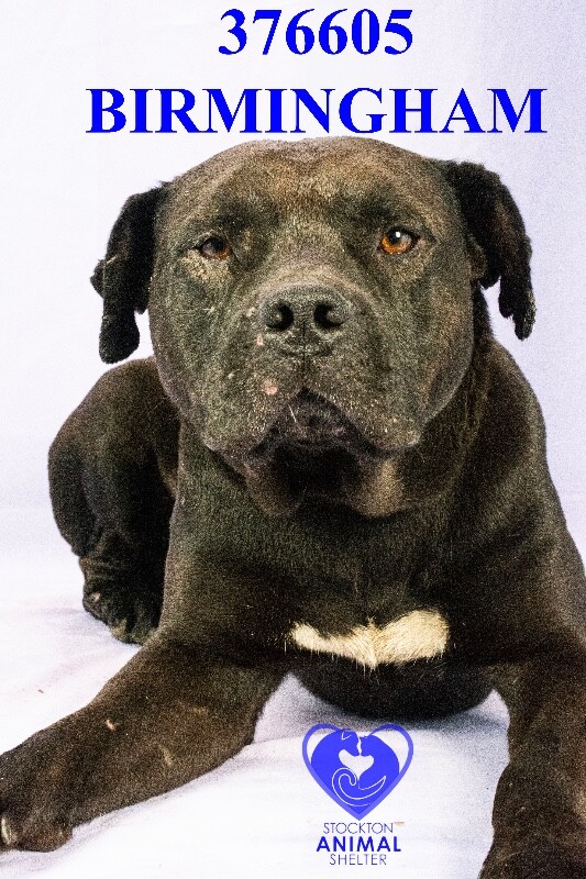 Shelter Stray Male Dog last seen Near S B St, Stockton, CA 95206, USA, 1575 S Lincoln St, Stockton, CA 95206, USA