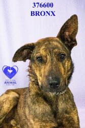 Shelter Stray Male Dog last seen Near Bright Star Pl, Stockton, CA 95209, USA, 1575 S Lincoln St, Stockton, CA 95206, USA