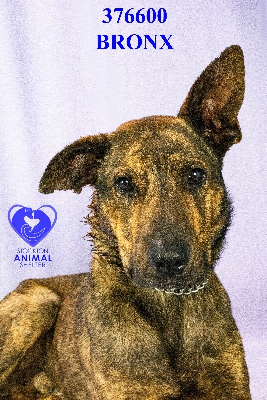 Shelter Stray Male Dog last seen Near Bright Star Pl, Stockton, CA 95209, USA, 1575 S Lincoln St, Stockton, CA 95206, USA