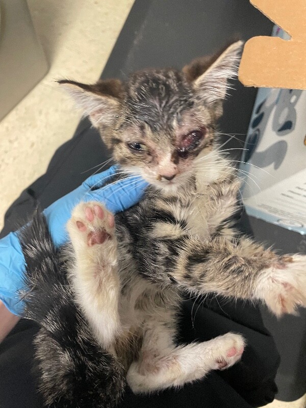 Shelter Stray Unknown Cat last seen Near Rose Marie Ln, Stockton, CA 95207, USA, 1575 S Lincoln St, Stockton, CA 95206, USA