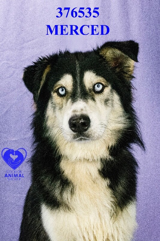 Shelter Stray Male Dog last seen Near Waterloo Rd, Stockton, CA 95205, USA, 1575 S Lincoln St, Stockton, CA 95206, USA