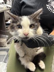 Shelter Stray Female Cat last seen Near S Lincoln St, Stockton, CA 95206, USA, 1575 S Lincoln St, Stockton, CA 95206, USA